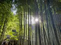 報国寺（竹寺）の写真_724522
