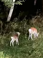 カムイの湯 ラビスタ阿寒川の写真_725699