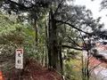 玉置神社の大杉の写真_727029