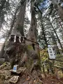夫婦杉の写真_727038