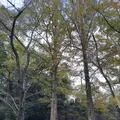 野見宿禰神社の写真_729729