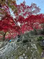 大山寺の写真_729980