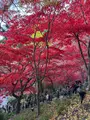 大山寺の写真_729983