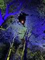 チームラボ 幽谷隠田跡の写真_736226