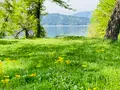 余呉湖畔サワオグルマ群生地の写真_739839