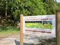 余呉湖畔サワオグルマ群生地の写真_739841