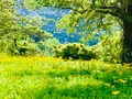 余呉湖畔サワオグルマ群生地の写真_739843