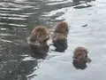 地獄谷野猿公苑の写真_741379