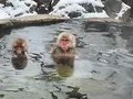 地獄谷野猿公苑の写真_741381
