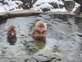地獄谷野猿公苑の写真_741382