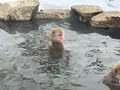 地獄谷野猿公苑の写真_741383