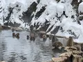 地獄谷野猿公苑の写真_741384