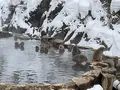 地獄谷野猿公苑の写真_741386