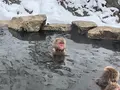 地獄谷野猿公苑の写真_741387