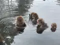 地獄谷野猿公苑の写真_741388
