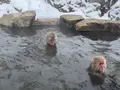 地獄谷野猿公苑の写真_741389