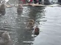地獄谷野猿公苑の写真_741390
