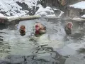 地獄谷野猿公苑の写真_741391