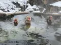 地獄谷野猿公苑の写真_741393