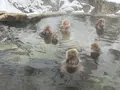地獄谷野猿公苑の写真_741395