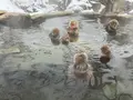 地獄谷野猿公苑の写真_741396