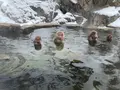 地獄谷野猿公苑の写真_741398