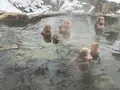 地獄谷野猿公苑の写真_741399