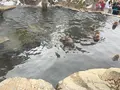 地獄谷野猿公苑の写真_741400