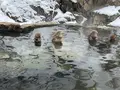 地獄谷野猿公苑の写真_741401