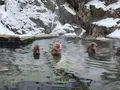 地獄谷野猿公苑の写真_741402
