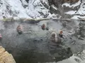 地獄谷野猿公苑の写真_741404