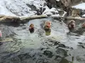 地獄谷野猿公苑の写真_741405