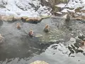 地獄谷野猿公苑の写真_741408