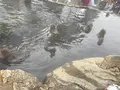 地獄谷野猿公苑の写真_741409