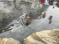 地獄谷野猿公苑の写真_741412