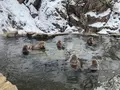 地獄谷野猿公苑の写真_741413