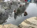 地獄谷野猿公苑の写真_741417