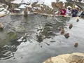 地獄谷野猿公苑の写真_741418