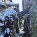 仙人掌の写真_741716