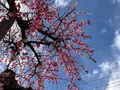 曽我別所梅林の写真_744426