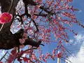 曽我別所梅林の写真_744427