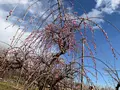 曽我別所梅林の写真_744429