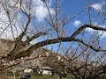 曽我別所梅林の写真_744430