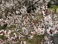 曽我別所梅林の写真_744432