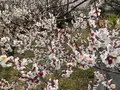 曽我別所梅林の写真_744433