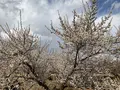 曽我別所梅林の写真_744434