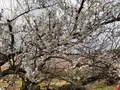 曽我別所梅林の写真_744435