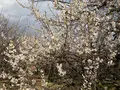 曽我別所梅林の写真_744436