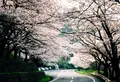 海津大崎の写真_74495