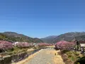 河津桜の写真_745637
